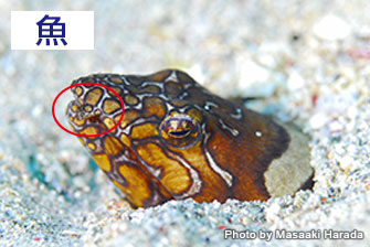 魚類　吻の先端にある鼻管がよく目立つ。写真はイレズミウミヘビ。撮影／インドネシア・メナド