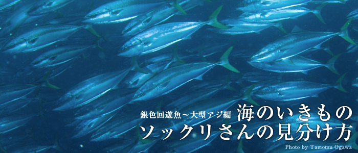 海のいきもの ソックリさんの見分け方 銀色回遊魚～大型アジ編｜Marine Diving web（マリンダイビングウェブ）