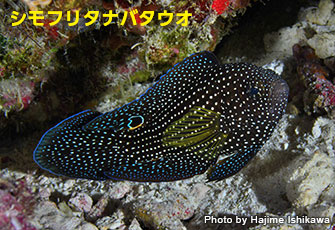 星の名がつく魚たち 名前の由来 海の生き物 Marine Diving Web マリンダイビングウェブ