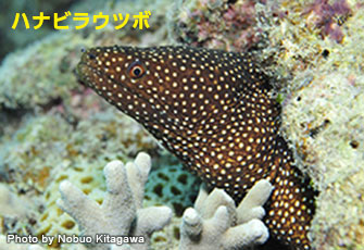 星の名がつく魚たち 名前の由来｜海の生き物｜Marine Diving web 