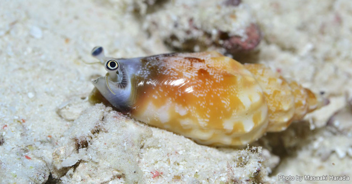 ダイビングで会える特撮ヒーローな海の生き物図鑑 海の生き物 Marine Diving Web マリンダイビングウェブ