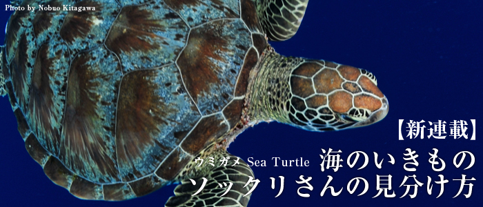 新連載　海のいきもの ソックリさんの見分け方ウミガメ　Sea Turtle
