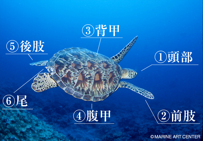 ウミガメの見分け方を詳しく解説 Marine Diving Web マリンダイビングウェブ