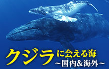 クジラに会える海はどこ？【日本国内＆世界の海を紹介】