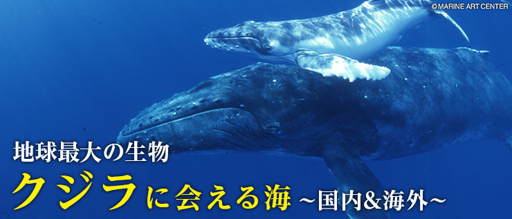 地球最大の生物、パフォーマンスは圧巻！　クジラに会える海～国内＆海外～