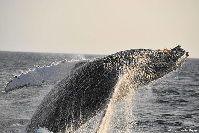 ザトウクジラたちは、さまざまなパフォーマンスを見せてくれる。水面から巨体が半分以上飛び出すような「ブリーチング」は、見ごたえたっぷり！