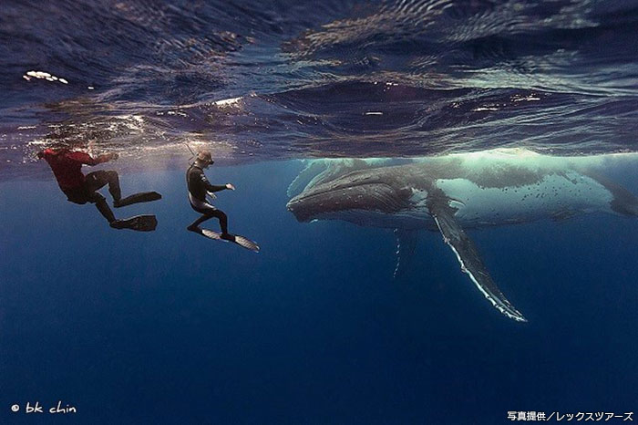 クジラファンが世界各地から集まるトンガ。一度体験するとやみつきに?!