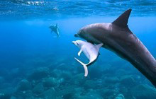 連載４／野生のイルカと泳ごう！行動を知る