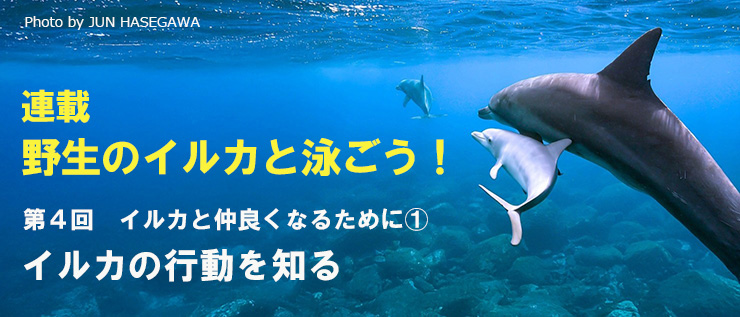 野生のイルカと泳ごう！