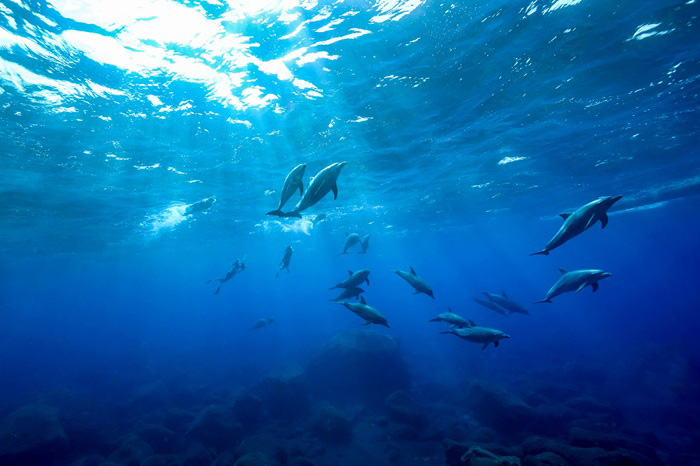 ミナミハンドウイルカの群れ（2024年10月4日 御蔵島）Photo by JUN HASEGAWA