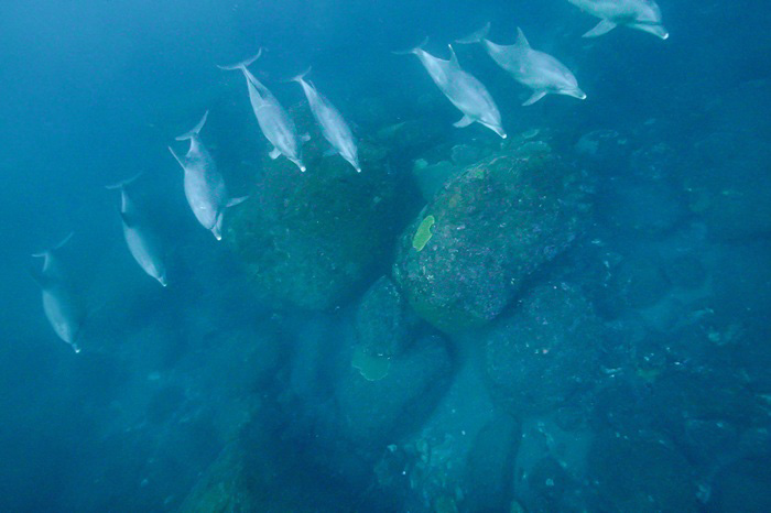 眠りながら泳いでいると思われるイルカの群れ（2024年10月4日 御蔵島）Photo by JUN HASEGAWA