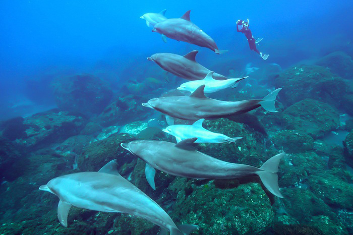 生まれて間もない子イルカ2頭を連れた群れ（2025年6月19日 御蔵島） Photo by JUN HASEGAWA