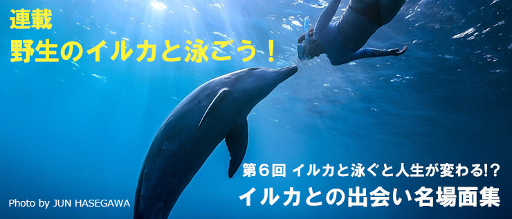野生イルカと泳ごう!第6回イルカとの出会い名場面集