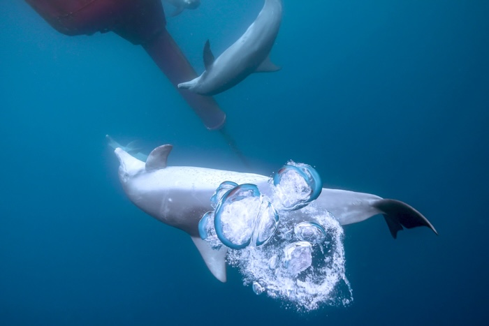 赤いブイの周囲で謎の行動をするイルカの群れ（2025年1月2日 小笠原・父島）