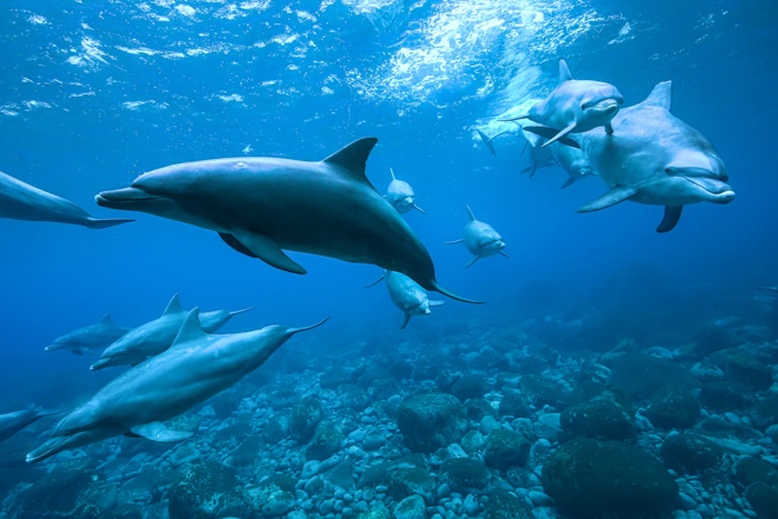 群れで近づいてくるイルカたち（2022年11月12日 御蔵島）Photo by JUN HASEGAWA