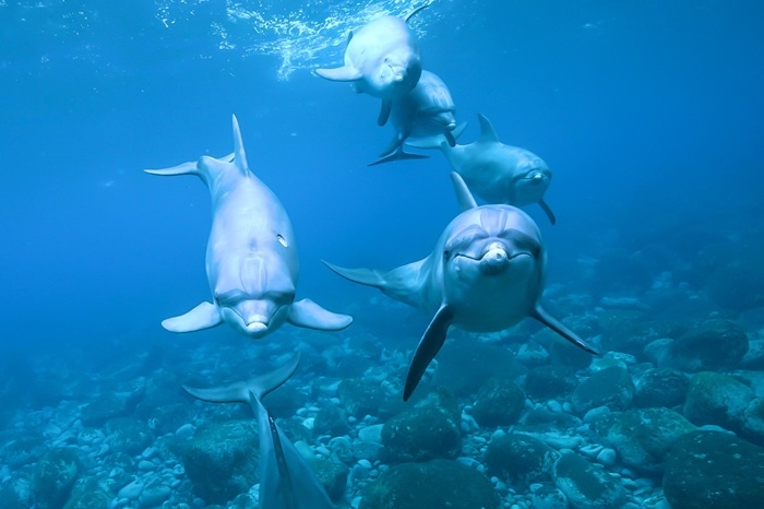 群れの中に、スイマーに興味津々なイルカを発見（2022年11月12日 御蔵島）Photo by JUN HASEGAWA