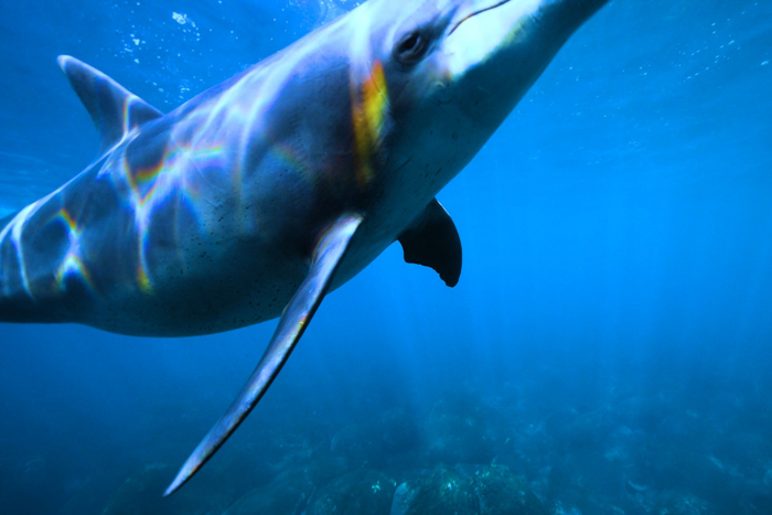 虹をまとうイルカ①（2022年10月21日 御蔵島）Photo by JUN HASEGAWA