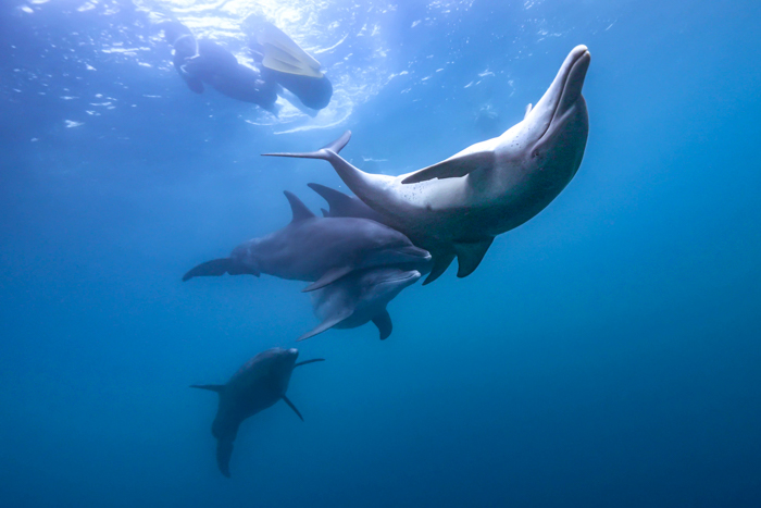 1頭のイルカを追いかける6頭のイルカたち①（2025年1月2日 小笠原・父島）Photo by JUN HASEGAWA