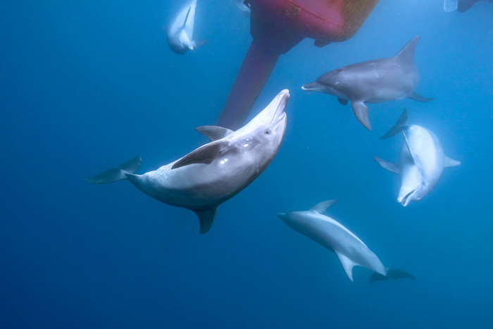 赤いブイの周囲をぐるぐると回るイルカたち（2025年1月2日 小笠原・父島）Photo by JUN HASEGAWA