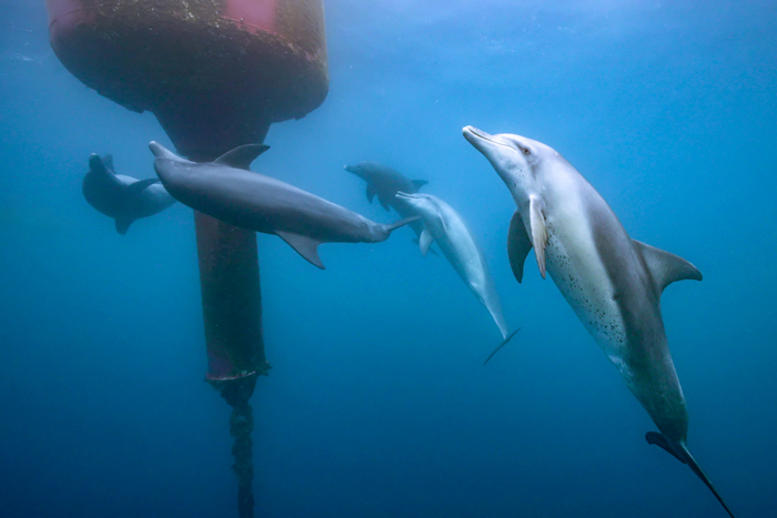 「立ち姿勢」で赤いブイの上方を見るイルカたち（2025年1月2日 小笠原・父島）Photo by JUN HASEGAWA