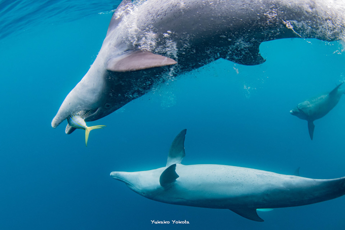 ツムブリを捕食するイルカ（2025年1月2日 小笠原・父島）Photo by YUKAKO YOKOTA