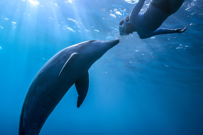イルカと見つめ合う（2023年9月29日 御蔵島） Photo by JUN HASEGAWA