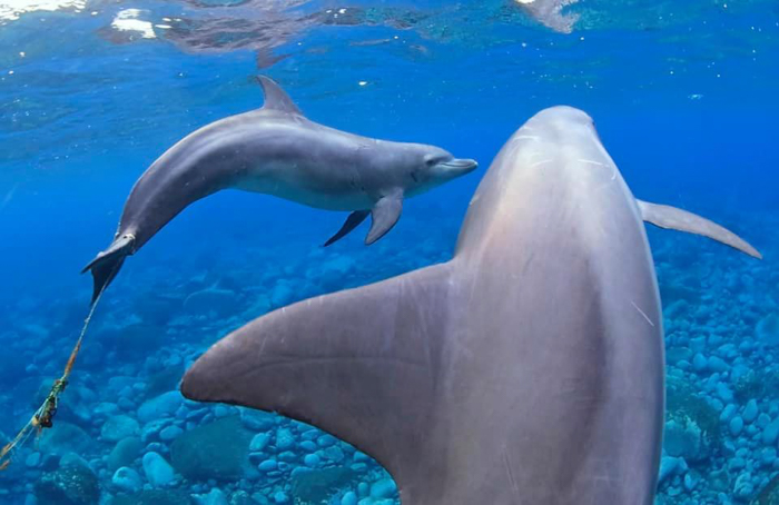 尾びれに釣り具が絡まった幼いイルカ（2021年 御蔵島） Photo by YUKI KUSACHI