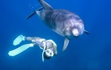 〈新連載〉野生のイルカと泳ごう！第１回