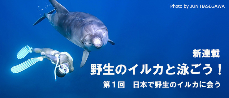 野生のイルカと泳ごう！