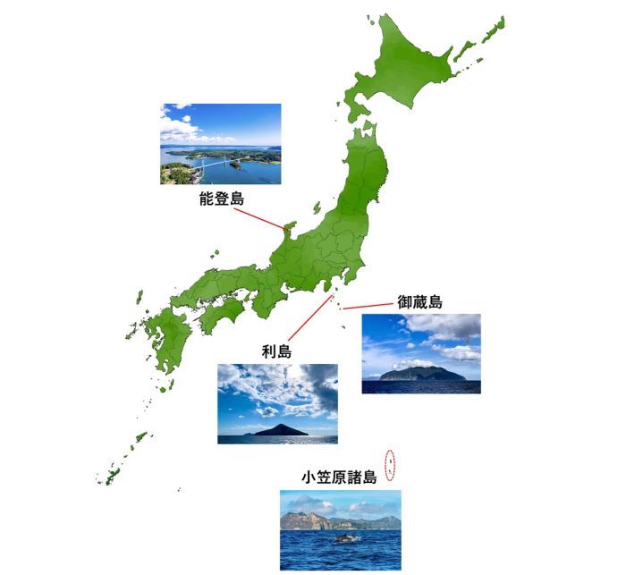 ミナミハンドウイルカと泳げる4つのエリア