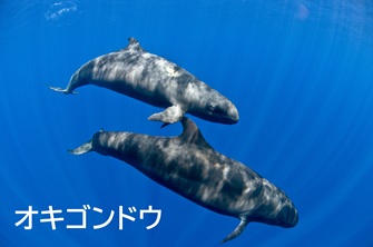 オキゴンドウ