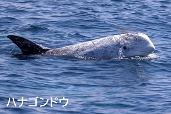 ハナゴンドウ
