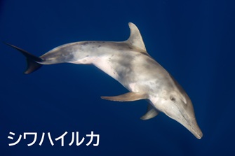 シワハイルカ