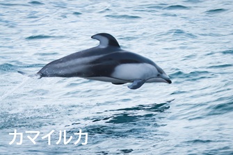 カマイルカ