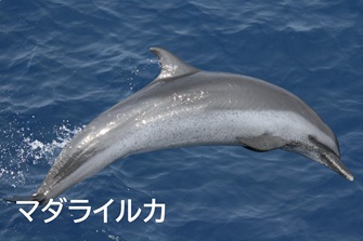 マダライルカ