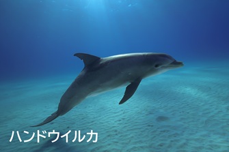 ハンドウイルカ（バンドウイルカ）