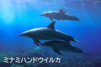 ミナミハンドウイルカ