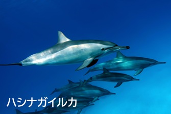 ハシナガイルカ