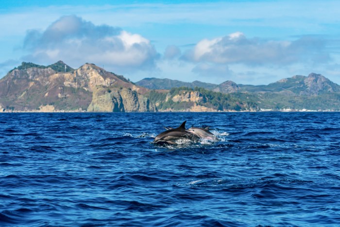 小笠原・父島沖のハシナガイルカ