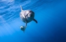 〈連載２〉野生のイルカと泳ごう！御蔵島