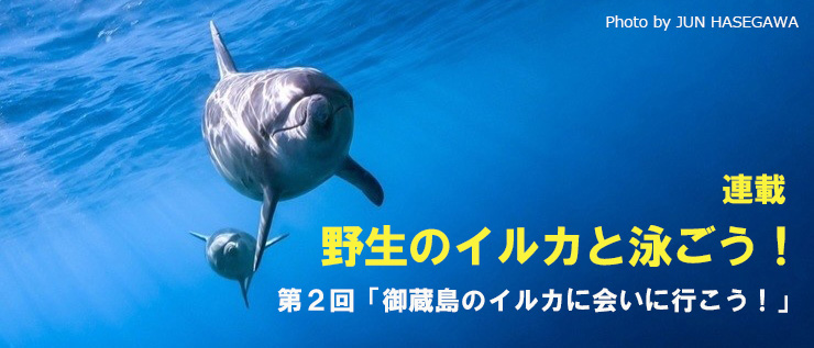 野生のイルカと泳ごう！