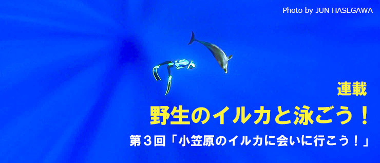 野生のイルカと泳ごう！