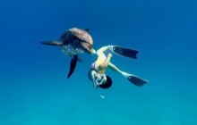 連載５／野生のイルカと泳ごう！スイム練習