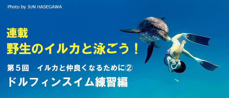 野生のイルカと泳ごう！