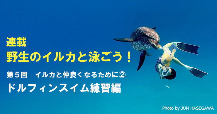 野生のイルカと泳ごう！第5回「ドルフィンスイム練習編」｜海の生き物
