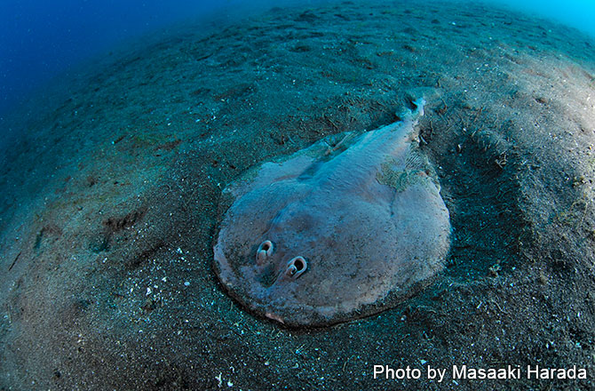 写真のシビレエイをはじめ、マンボウ、深海魚と何が現われるかわからない大瀬崎の海