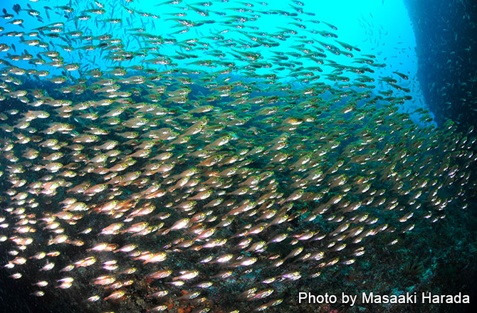 複雑な地形、魚影の濃さと魅力満載の雲見