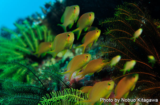 リロアンは生物豊富で水中写真派に大人気