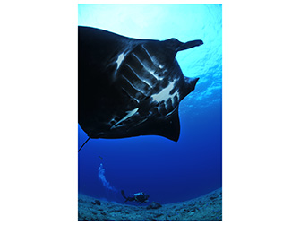 ネイティブシー奄美