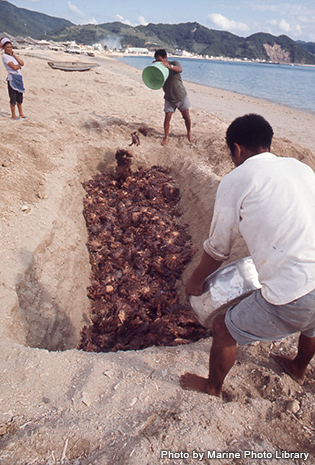 1972年、沖縄本島でオニヒトデ絶滅作戦の第１回が行なわれ、25,513匹のオニヒトデを捕獲した